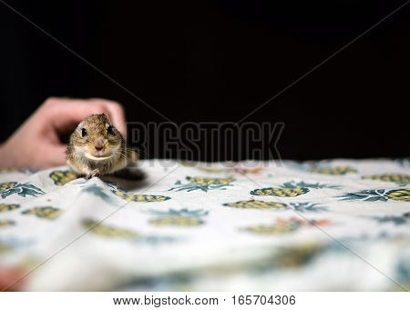 Little mongolian gerbil mouse in female hand. Copy space.