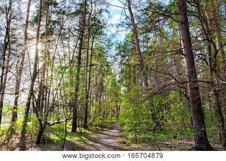 Tall old trees and mixed deciduous-coniferous city park in spring Irpen, Ukraine