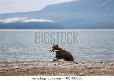 Bear teen caught salmon fish (Kuril lake, Kamchatka, Russia)