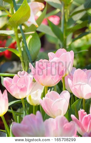 Tulip. Beautiful Bouquet Of Tulips. Colorful Tulips.