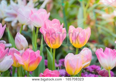Tulip. Beautiful Bouquet Of Tulips. Colorful Tulips.