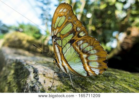 Red lacewing butterfly lat Cethosia biblis on a rock