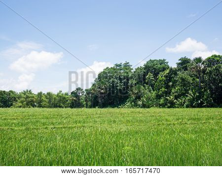 country side with grass and trees and blue sky