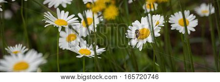 A bee flies amongst daisies, flower to flower and carries the pollen from one to another.  The bee's bottom is covered in yellow pollen.
