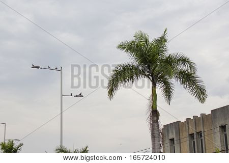 Palm with a white sky background. Light pole with birds perched on top of it.