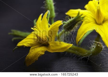 Macro of tomato flower with details. Yellow tomato flower.
