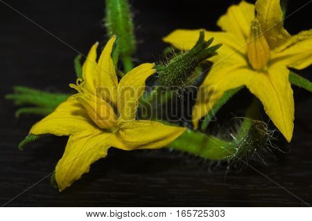 Macro of tomato flower with details. Yellow tomato flower.