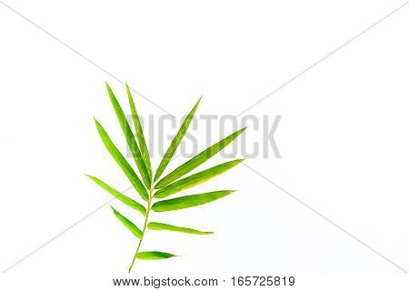 Bamboo leaves Isolated on a white background