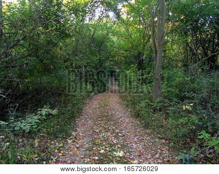 a path through the woods on a summer morning