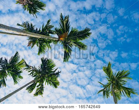 bottom view of betel palm tree or Manila Palm tree with dark blue sky background