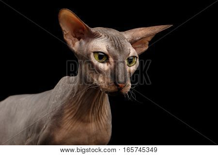 Closeup hairless Peterbald Cat with green eyes and big ears, wrinkles on neck, watching isolated black background, front view