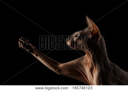 Closeup portrait of hairless Peterbald Cat with green eyes and wrinkles on neck, touching his paw isolated black background, profile view