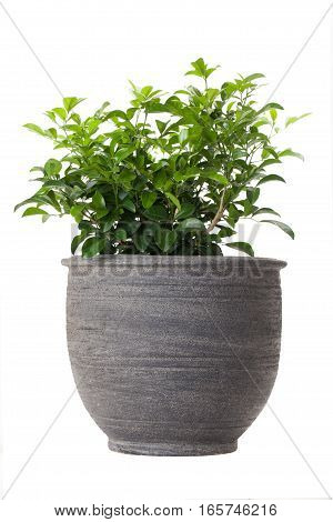 Orange jasmine in flower pot isolated on white background