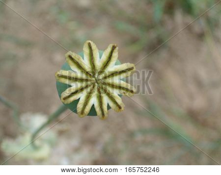 Macro picture of a young green opium poppy