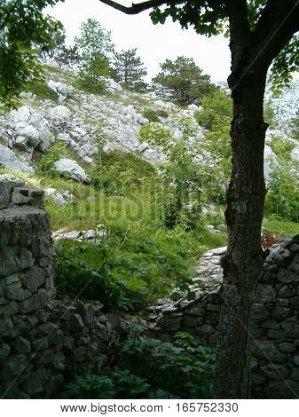 Picture of a rocky hillside covered in greenery