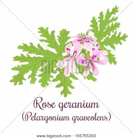 Rose Geranium or Pelargonium Graveolens. Blossoming pink flowers on a green branch. Vector illustration for label, poster, spa, design, cosmetics, natural health care products, logo, price tag, label.