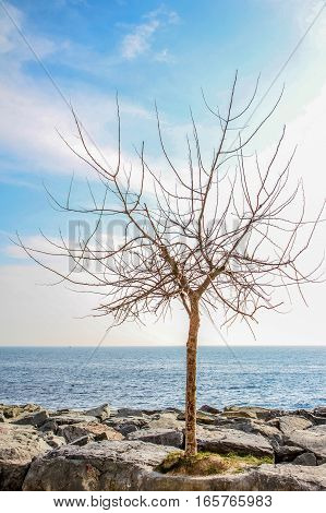 Tree at Marmara sea coast on March Istanbul Turkey.