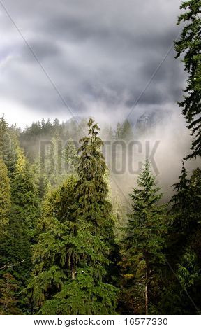 Nevoeiro e nuvens de tempestade em uma floresta