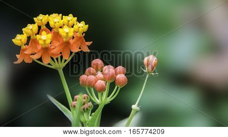 Wild flower with a combination of yellow and orange petals