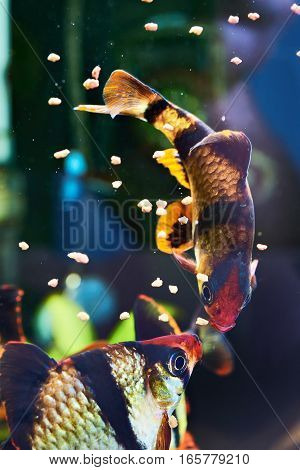 Feeding Aquarium Fishes - Barbus Puntius Tetrazona