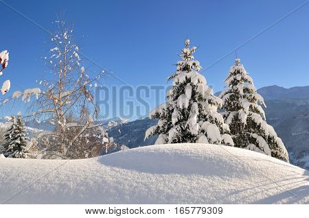 firs covered with snow under blue sky