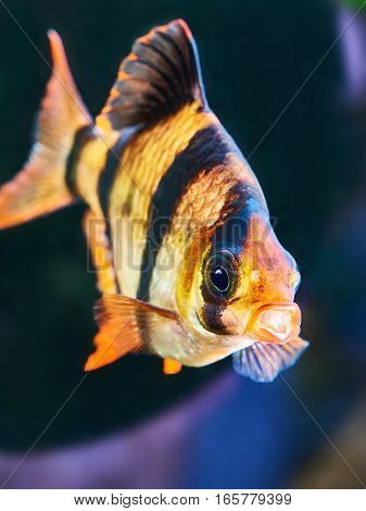 Aquarium Fish - Barbus Puntius Tetrazona