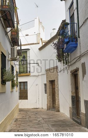 Cordoba (Andalucia Spain): old typical street in the Juderia with plants and flowers