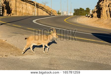 Nubian Ibex Goat Ramon Crater In Israel