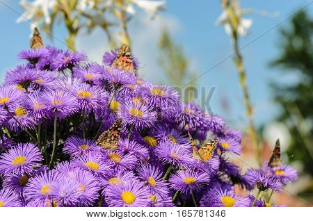 Five butterflies sitting on a bush of purple asters