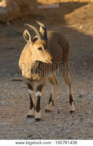 Nubian Ibex Goat Ramon Crater In Israel