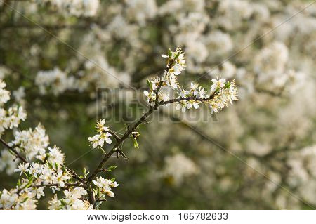 Branches of freshly blossoming whitethorn in the springtime sun