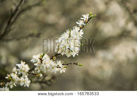 Branches of freshly blossoming whitethorn in the springtime sun