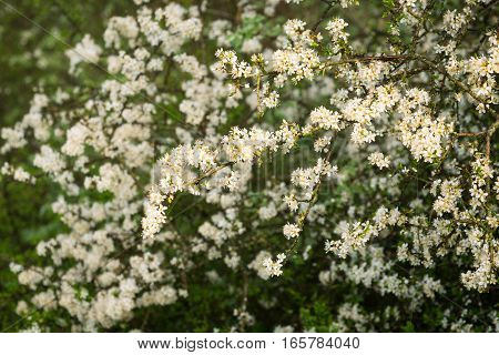 Branches of freshly blossoming whitethorn in the springtime sun