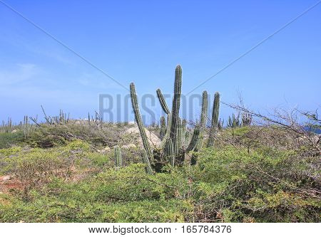 Natural landscape on Aruba island. Big cactus growing