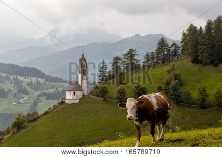Cows grazing near the St. Barbara chapel Tolpei in La Valle Alta Badia Wengen
