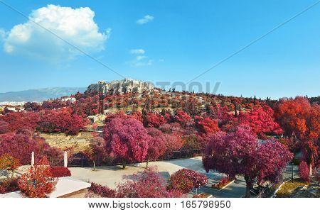 Acropolis view in Athens Greece with red trees and blue sky background