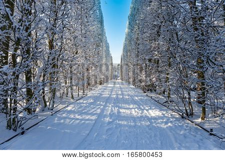 Snow covered city park in a winter day. Oliwa Poland.