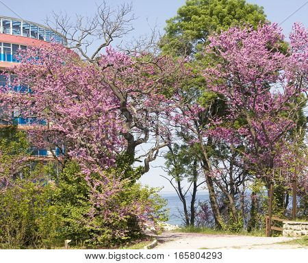 SAINTS CONSTANTINE AND HELENA BULGARIA - MAY 09 2015: hotel Sirius and cercis trees in Saints Constantine and Helena the oldest first sea resort of Bulgaria exists from 19 century.