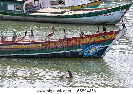 June 15, 2016 Panama City, Panama: small rustic fishing boat floating on the water in front of the fish market with pelikans resting on it