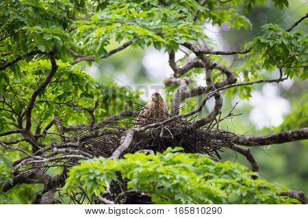 Young tiger heron in treetop nest Costa Rica