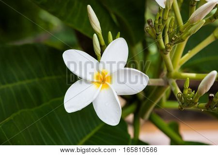 Plumeria flower blooming in nature Costa Rica
