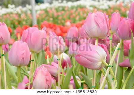 Colorful Tulips. Tulips In Spring,colourful Tulip.