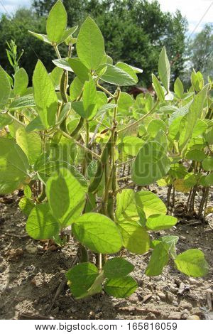 Green Soja Plant