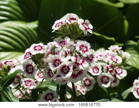 White and pink flowers of Sweet william, Dianthus barbatus, on a blurred green background