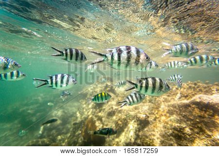 School Of Fish And Coral Reef In Kenya
