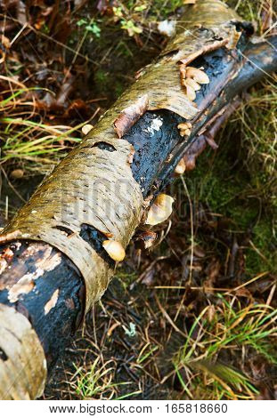 fallen tree birch bark curl of birch bark