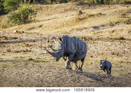 Southern white rhinoceros in Kruger National park, South Africa . Specie Ceratotherium simum simum family of Rhinocerotidae