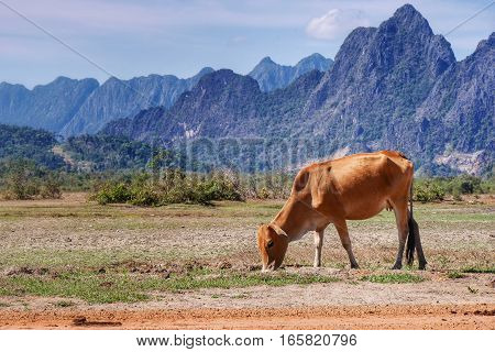 Asian cow with mountain landscape in the background