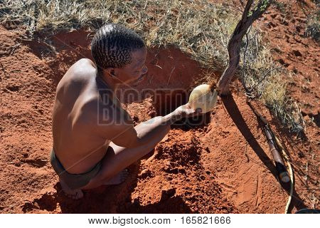 KALAHARI NAMIBIA - JAN 24 2016: Bushmen hunter takes an ostrich egg with water. San people also known as Bushmen are members of various indigenous hunter-gatherer peoples of Southern Africa