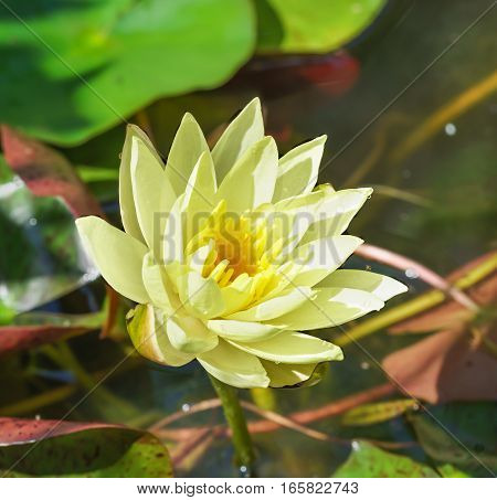 Nymphaeum (lat. Nymphaeum) Yellow Senseis (Yellow Sensation)